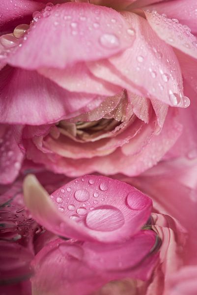 Der rosa Ranunkelstrauch mit dem verlorenen Blatt mit Tropfen von Marjolijn van den Berg