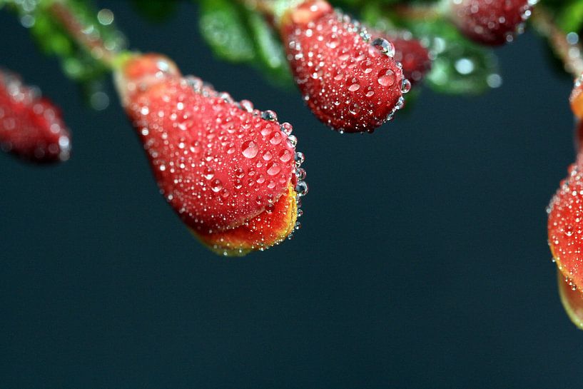 Regendruppels by Ab Donker