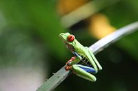 Red-eyed tree frog in Costa Rica