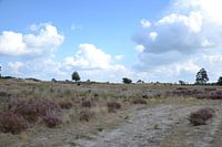 schöne brabantische Heidelandschaft