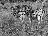 Zebra's im iSimangaliso-Feuchtgebietspark