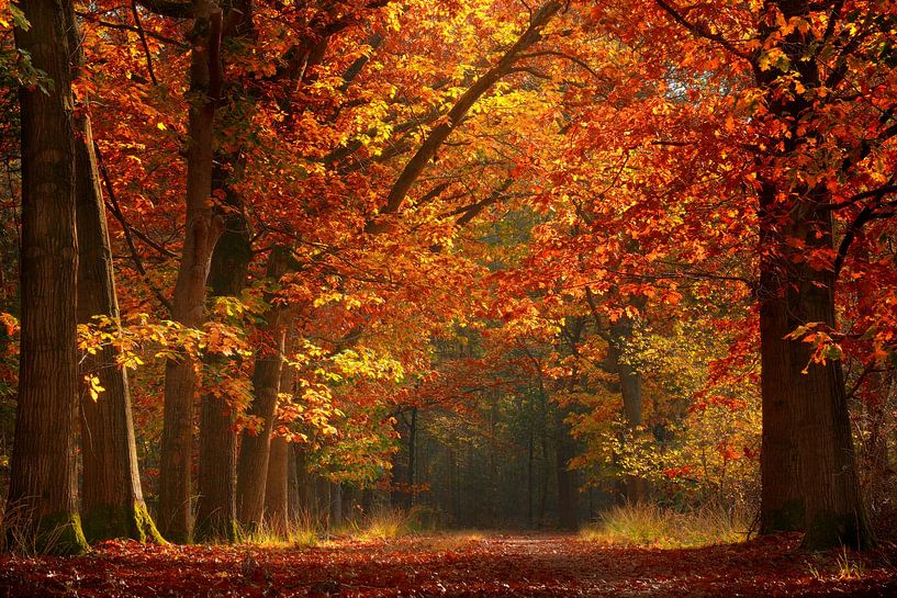 Autumn in the Netherlands by Kees van Dongen