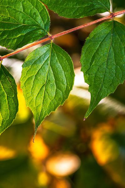 Macro de feuilles sur une branche par ManfredFotos