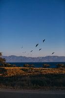 Fliegende Vögel bei Sonnenuntergang
