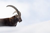 Alpine Ibex Buck in the snow