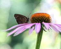 Butterfly on a red sunhat