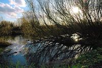 Glare from the sun Oostvaardersplassen