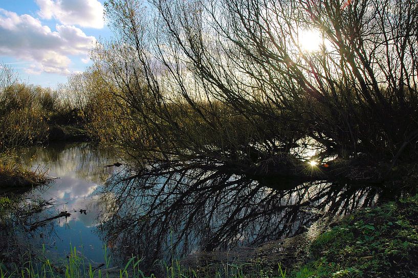 Glare from the sun Oostvaardersplassen by Ina Hölzel