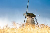 Windmill in the wind