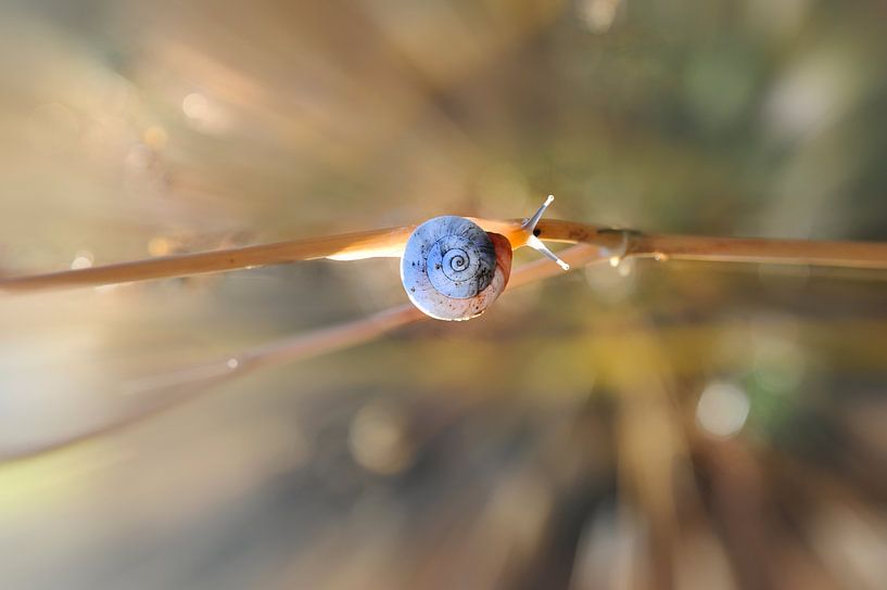Cheminement von Martine Affre Eisenlohr