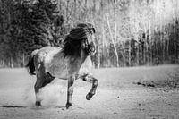 Icelandic horse trotting in black and white