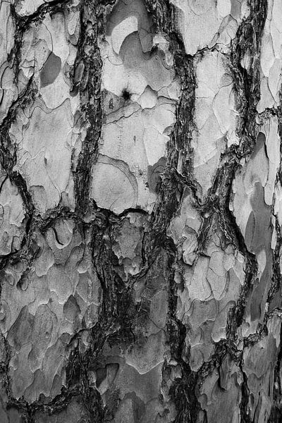 Tree bark by Robben