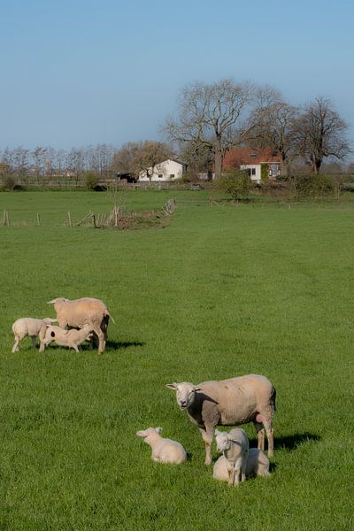 Lammetjes drinken par Moetwil en van Dijk - Fotografie