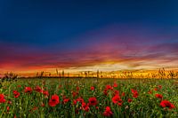 Sonnenuntergang in der Umgebung von Huis ter Heide