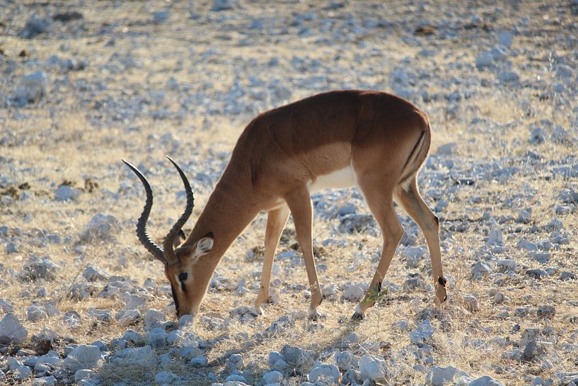 Impala au Botswana, Afrique par Phillipson Photography