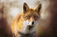 Quelque chose arrive