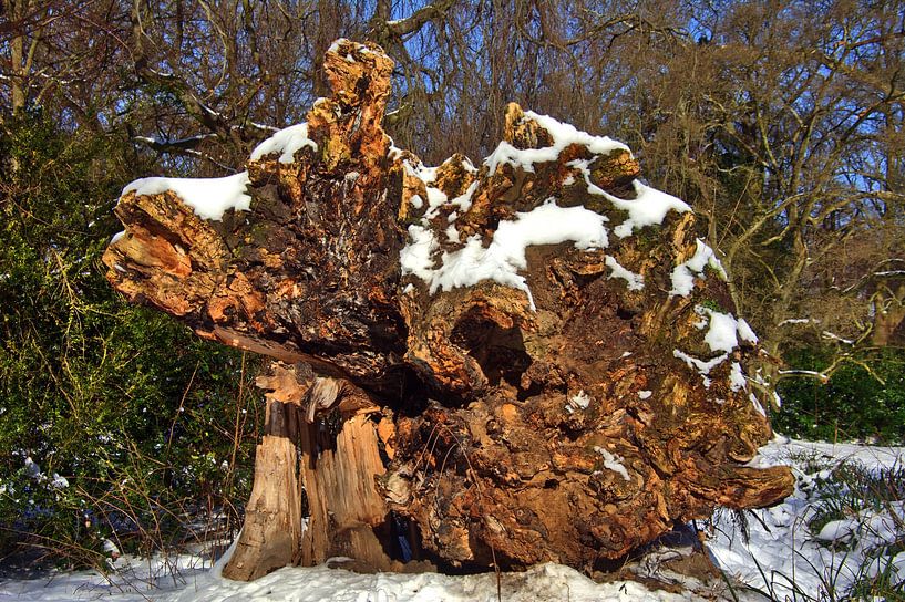 Face de racine d'arbre par Edgar Schermaul