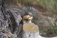 Chipmunk
