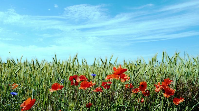 Vor dem Gerstenfeld von Ostsee Bilder