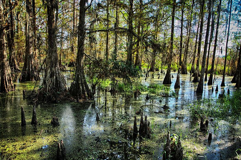 Sumpf von Yvonne Smits