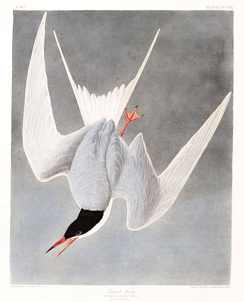 Sterne Pierregarin par Birds of America