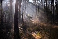 Veluwezoom in the morning