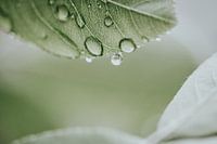 Regentropfen fällt fast vom Blatt