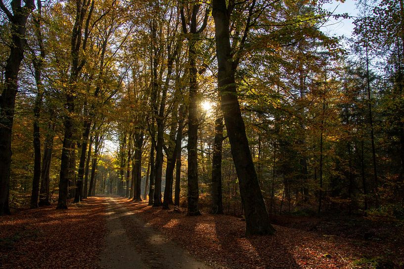 Le soleil matinal dans les bois près de Doetinchem dans l'Achterhoek. par AdWF