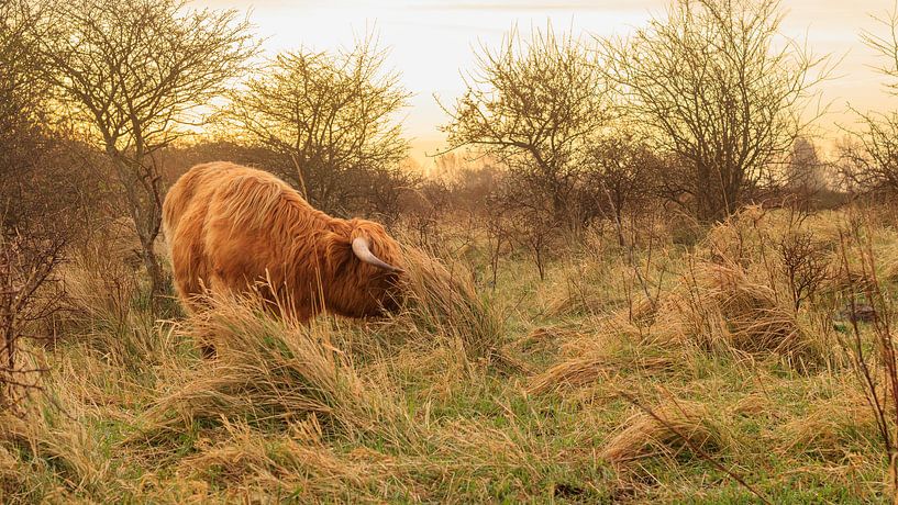 Schottische Highlander in Frühlingsfreude von Diederik van Duijn