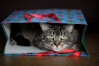 MIJN GROOTSTE GESCHENK!