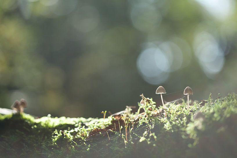 in het licht by Aart Jan van Mossel