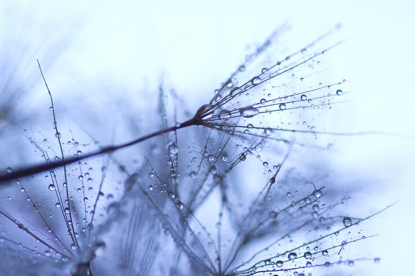 Waterdruppels op pluis paardenbloem by Cocky Anderson