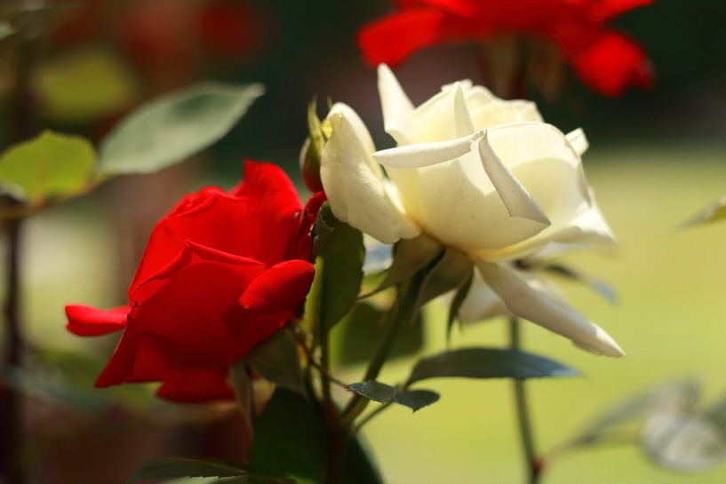 Rose by Klaus-Dieter Schulze