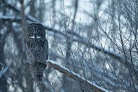 Chouette de Laponie sur une branche enneigée