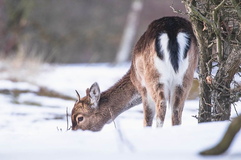 Junger Damhirsch mit Geweih im Schnee von Anne Zwagers