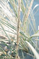 Dünengras in heller Wintersonne Großaufnahme