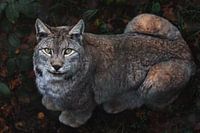 Luchs mit intensivem Blick im Wald