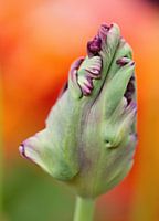 paarse tulp in de knop op oranje achtergrond