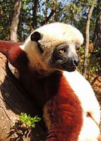Lemur aus Madagaskar