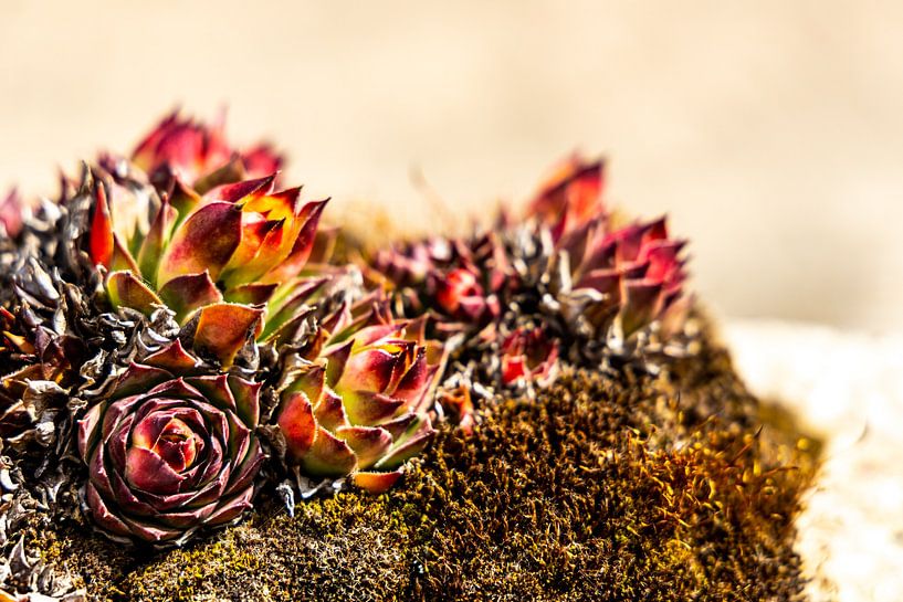 Moos von W.Schriebl PixelArts