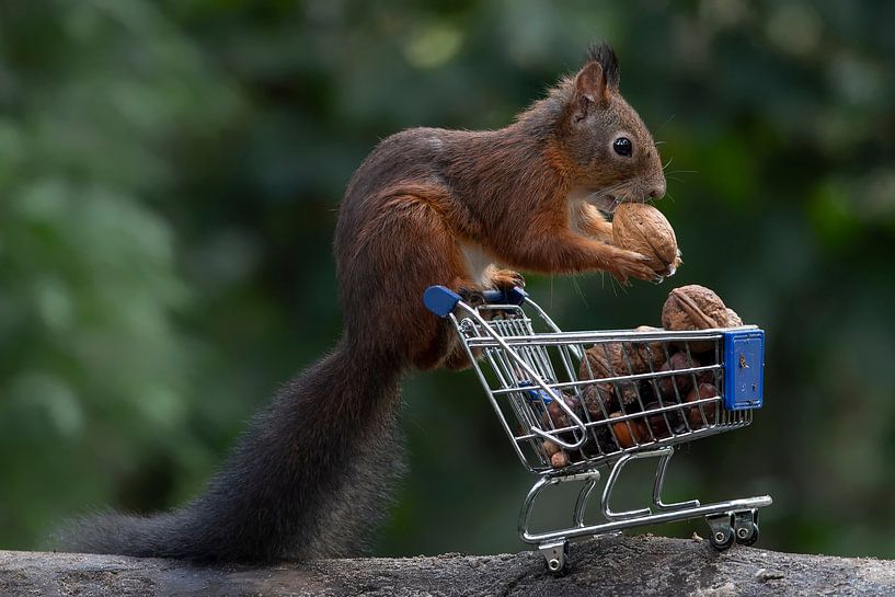 Squirrel with shopping cart full of nuts. by Albert Beukhof