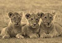 Tree Lion Cubs