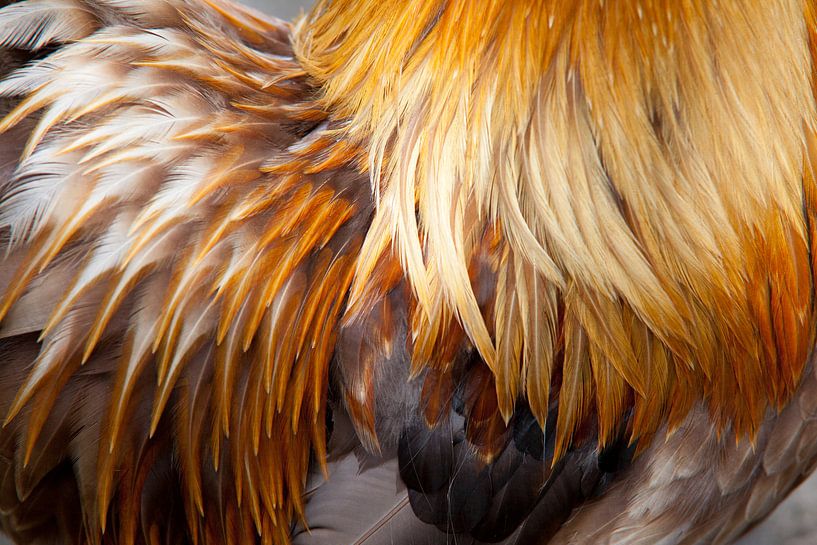 Cock by matthijs rouw