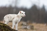 Lam op het Aekingerzand