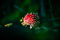 Fly agaric mushroom