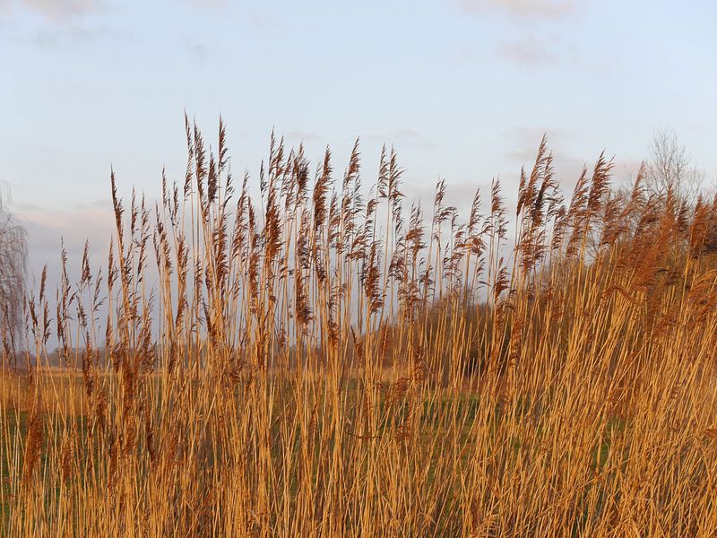 Nature in the golden hour by UniQ Clicks