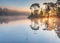 Lever de soleil sur les bois et les marais d'Oisterwijk