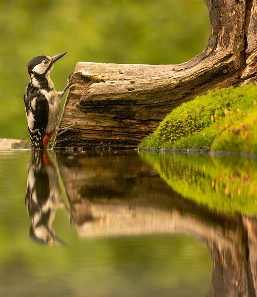 Great spotted woodpecker comes to drink water. by Wouter Van der Zwan
