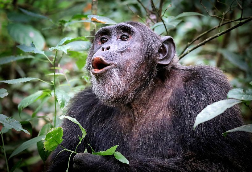Chimpanzee in Uganda, Kibale Forest, wildlife by WiWo