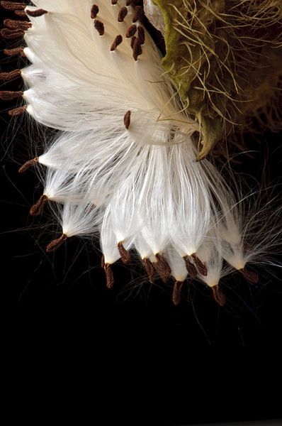 Detail of a seed box containing seeds of the silk plant by Margot van den Berg